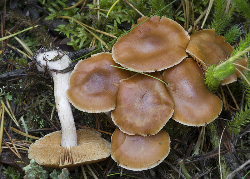 Cortinarius melitosarx